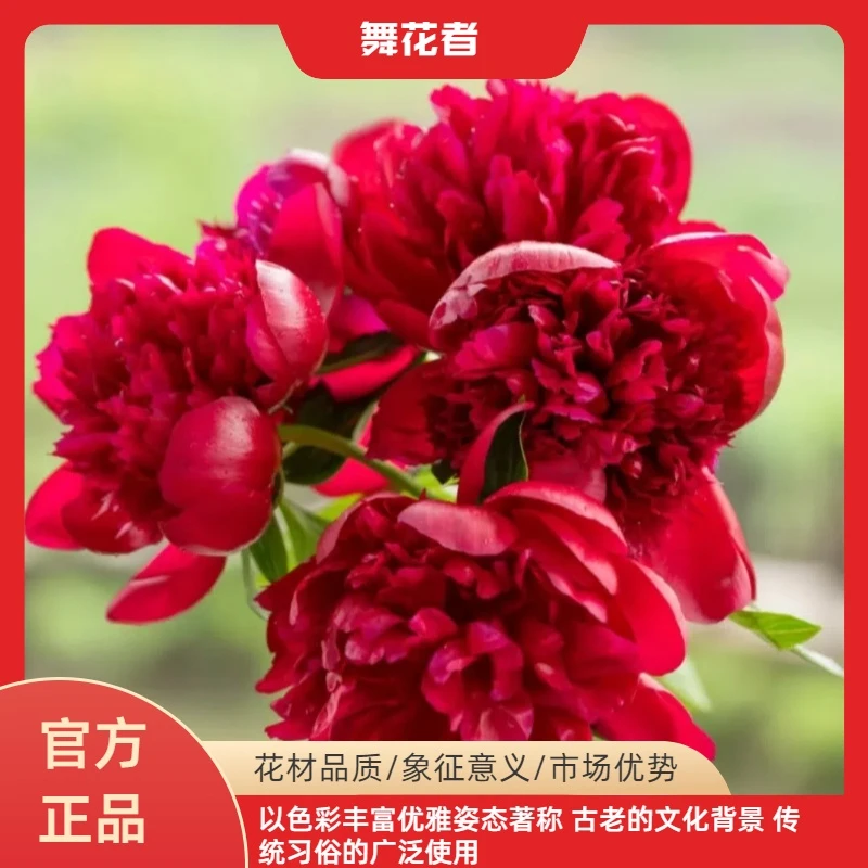 现货【舞花者】红色魅力芍药基地直发高端花卉重瓣