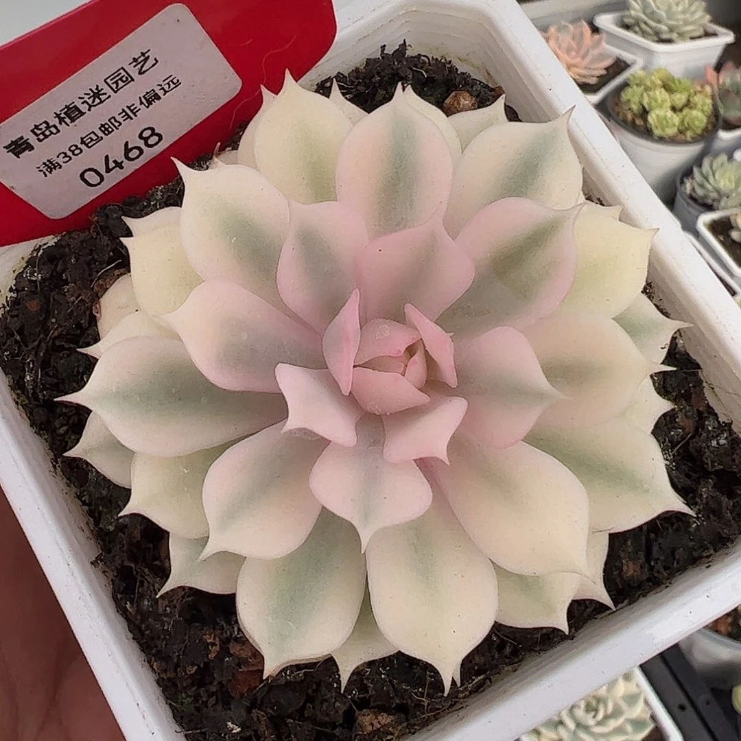 0468粉蝶锦多肉植物