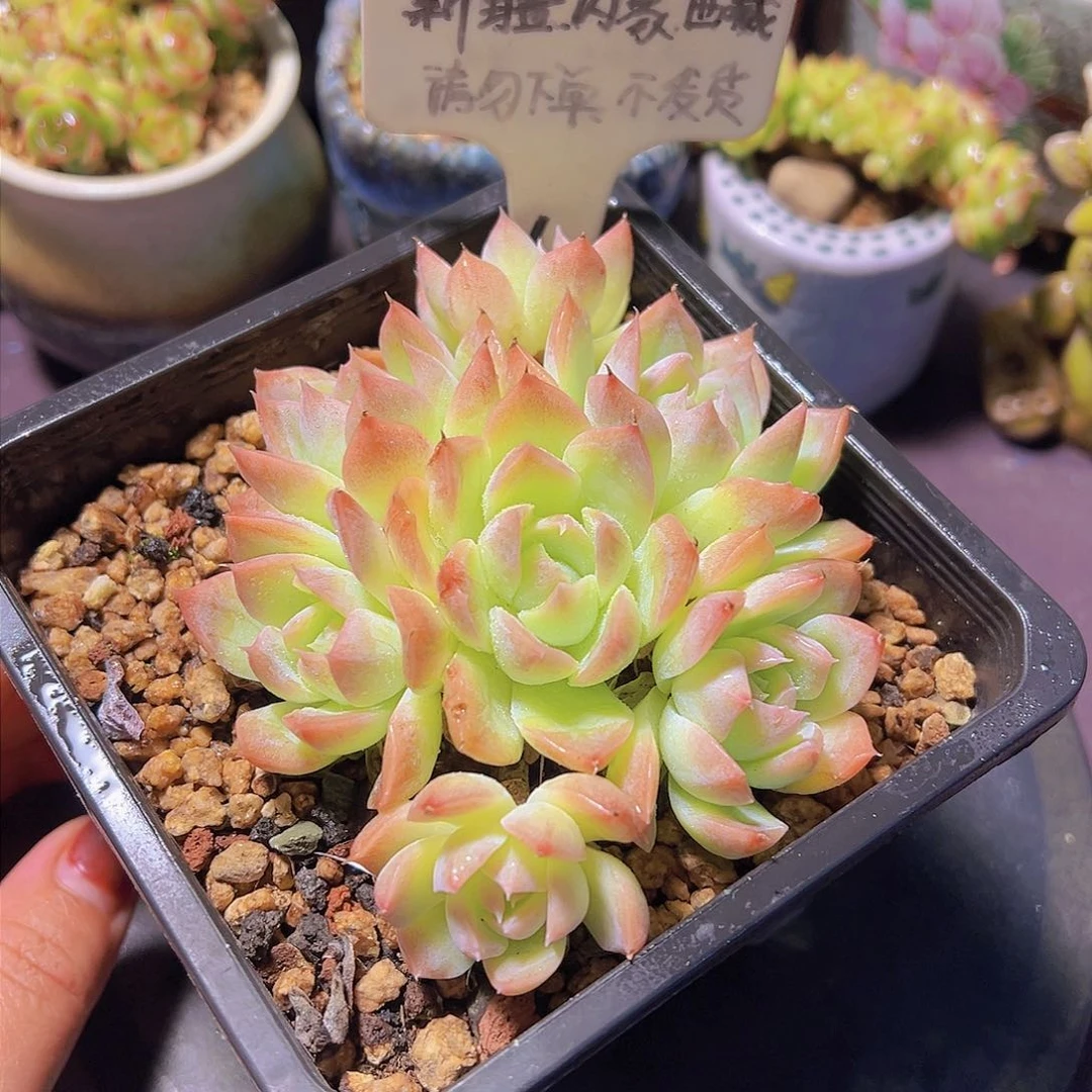 粉色气泡水，多肉植物，