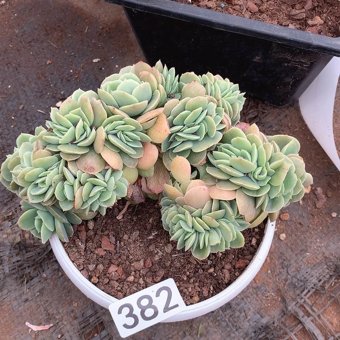 382星娜塔缀一物一拍多肉