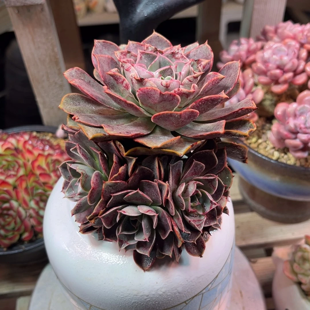 血色浪漫dibatayunv