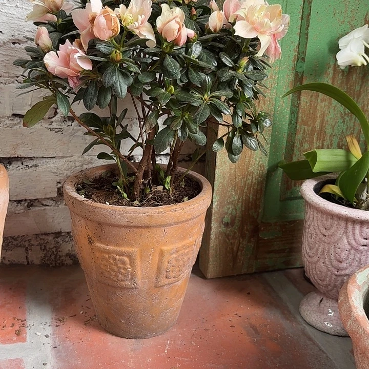 许纯的花房 四方花 微瑕