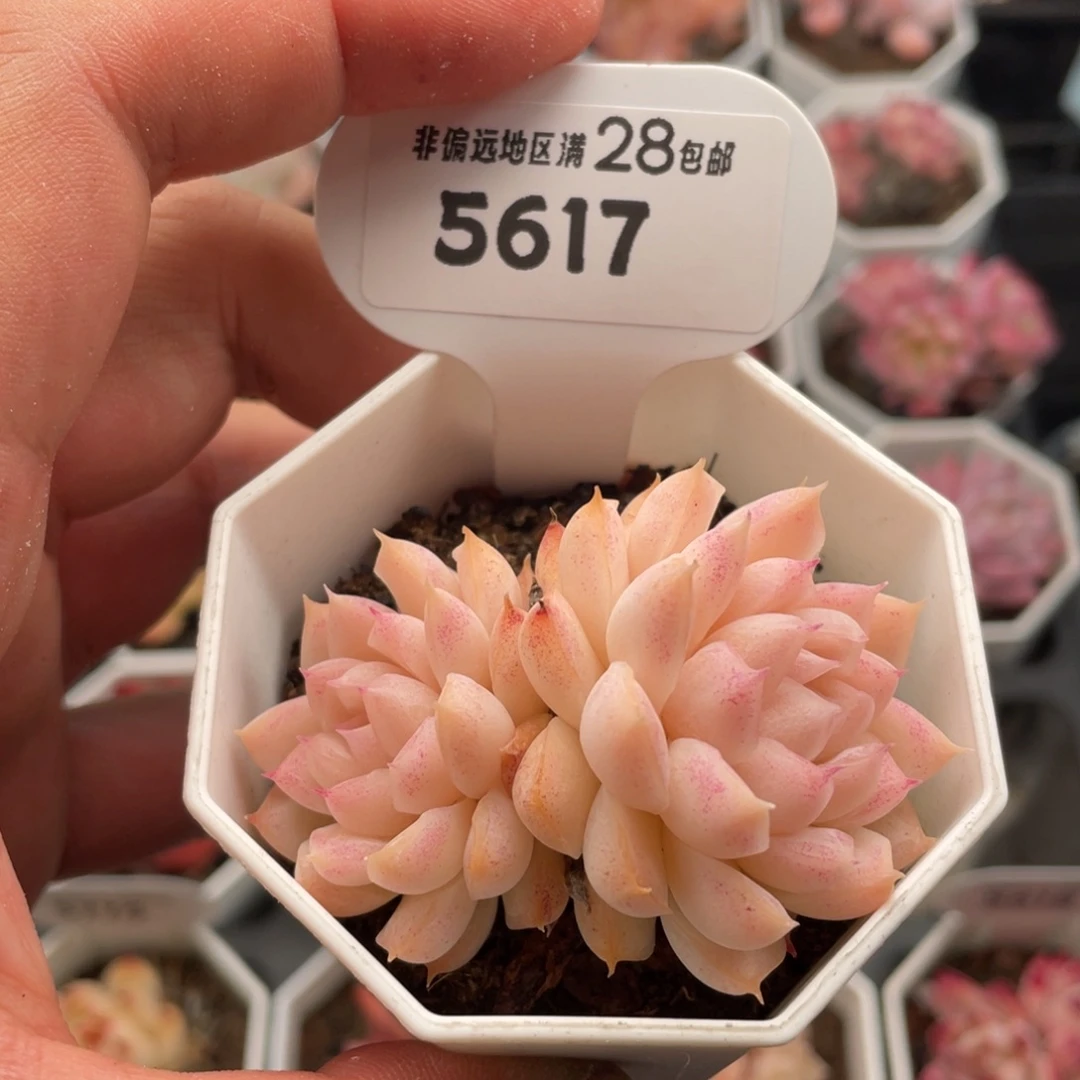 桃熏女王5617-6厘米