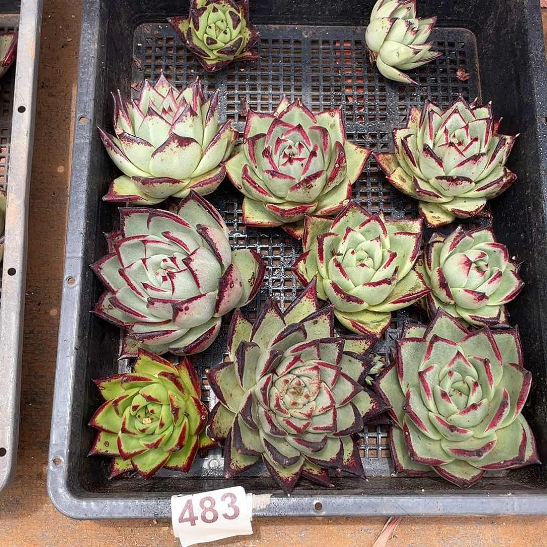 若如东云组拍483