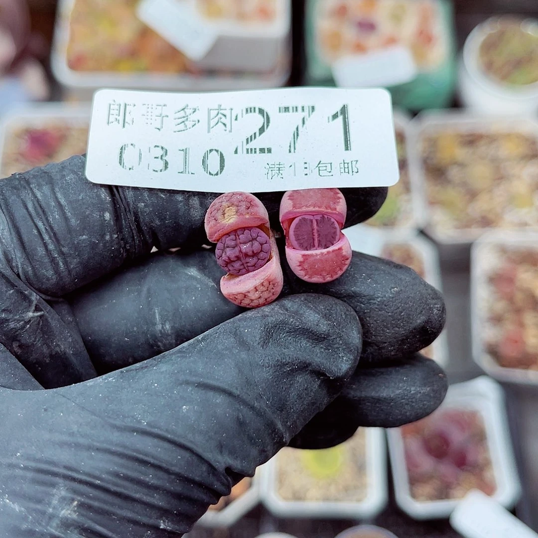 郎哥多肉生石花10-271