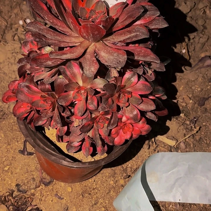 247纳福多肉植物