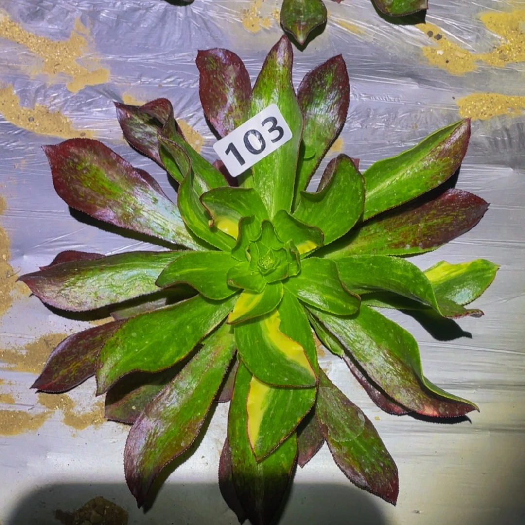 魅影七彩多肉植物103