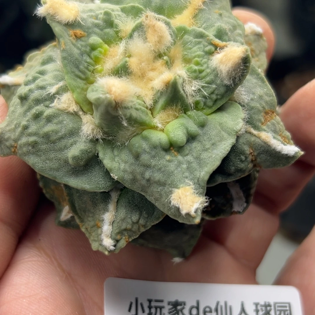 887 仙人球的牡丹啊