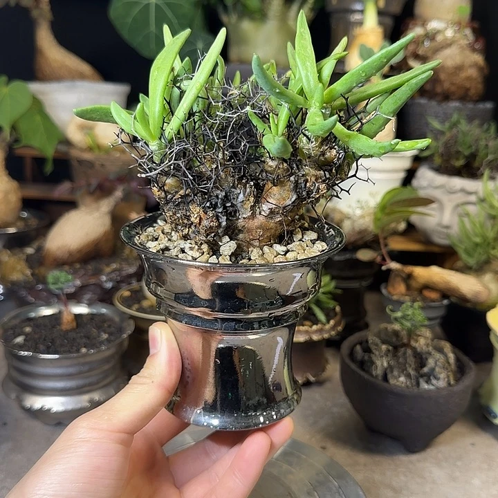 一物一拍老家万物想奇峰锦580