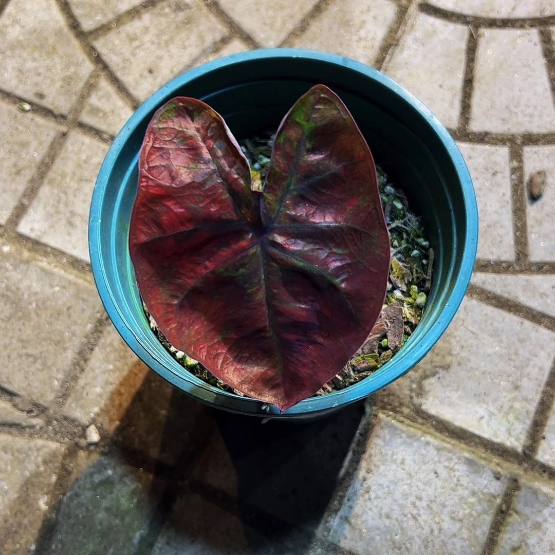 七***一完全开放8638泰彩