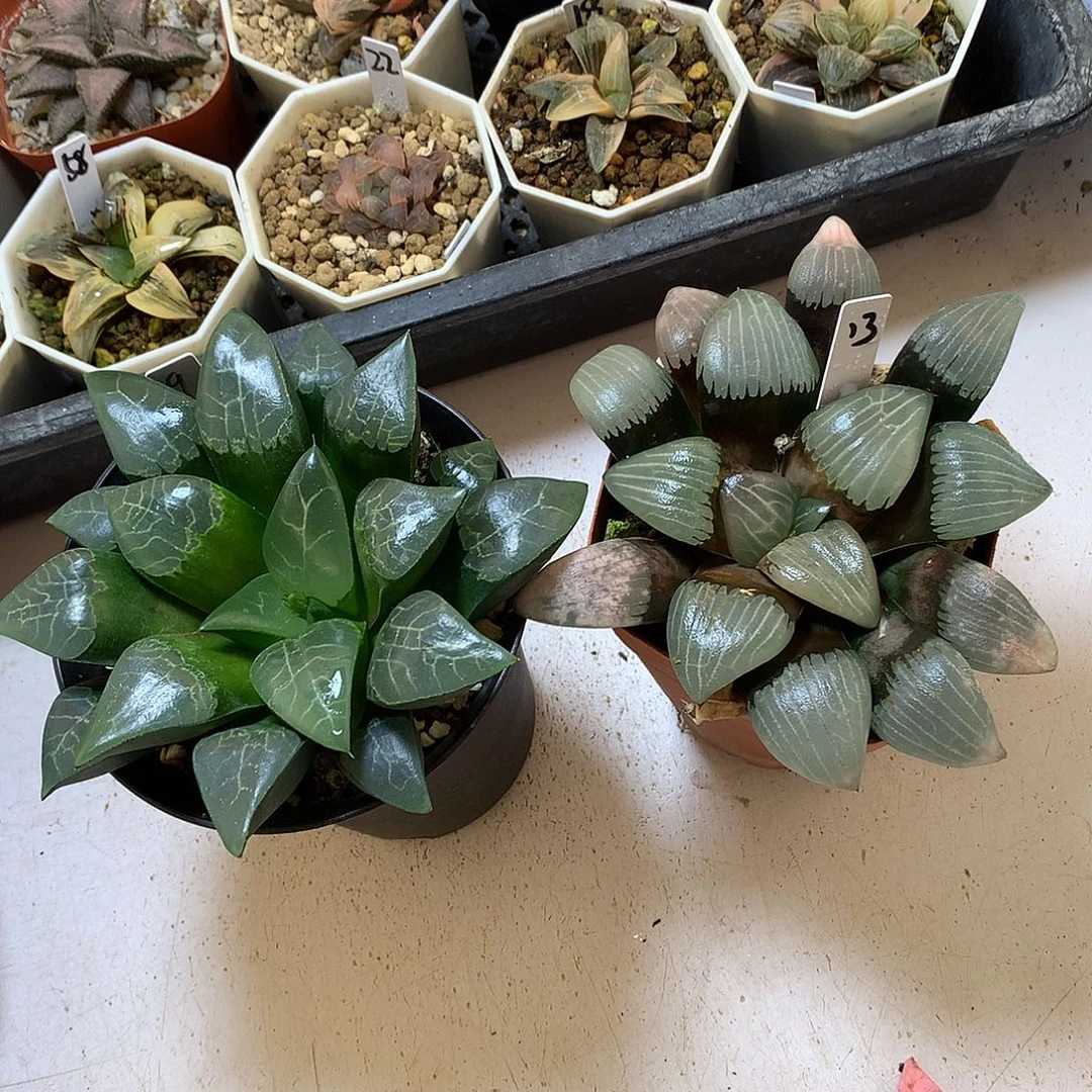 青木克大型电路板克