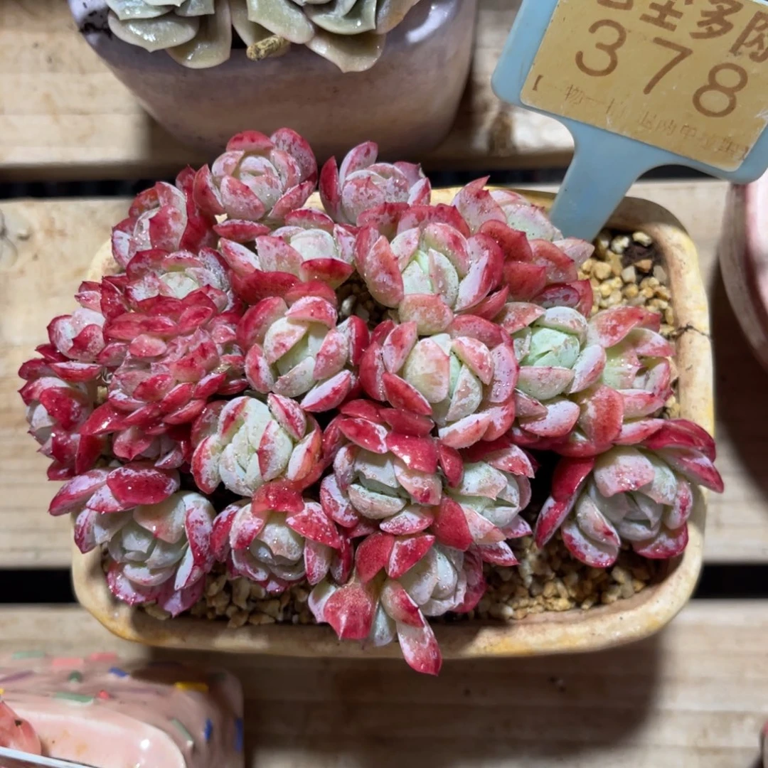 云尘多肉一物一拍不含盆378