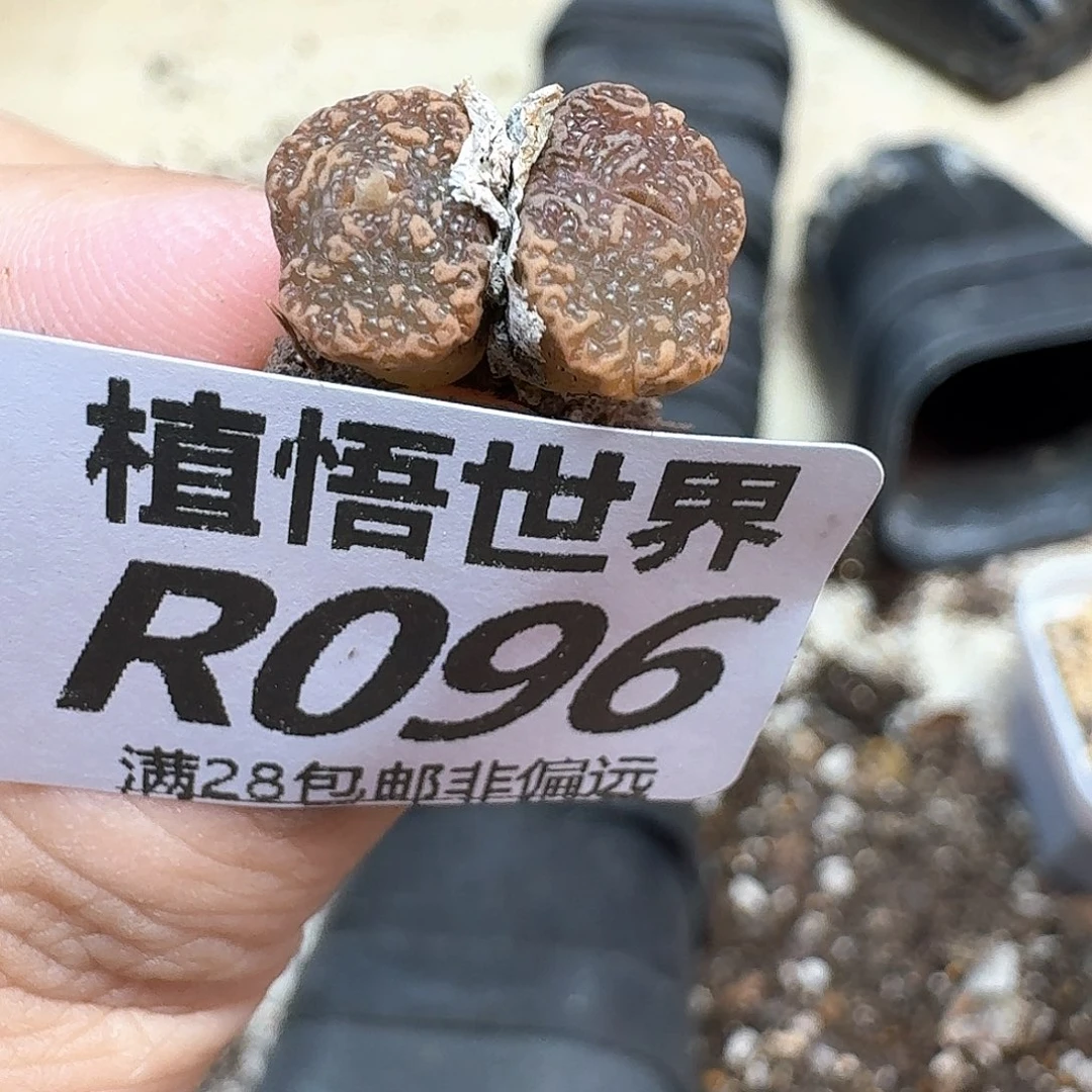 多肉植物的润泽地vv