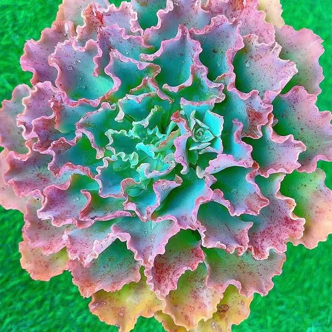 2号王小二蓝狐全店多肉任意拍满2单发货 拍满5单送一包吡虫啉