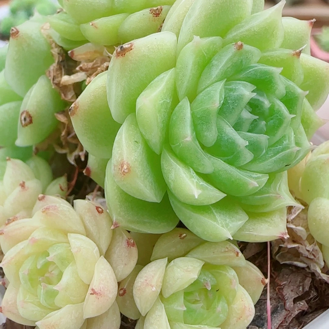 花语逸镜0925-46整