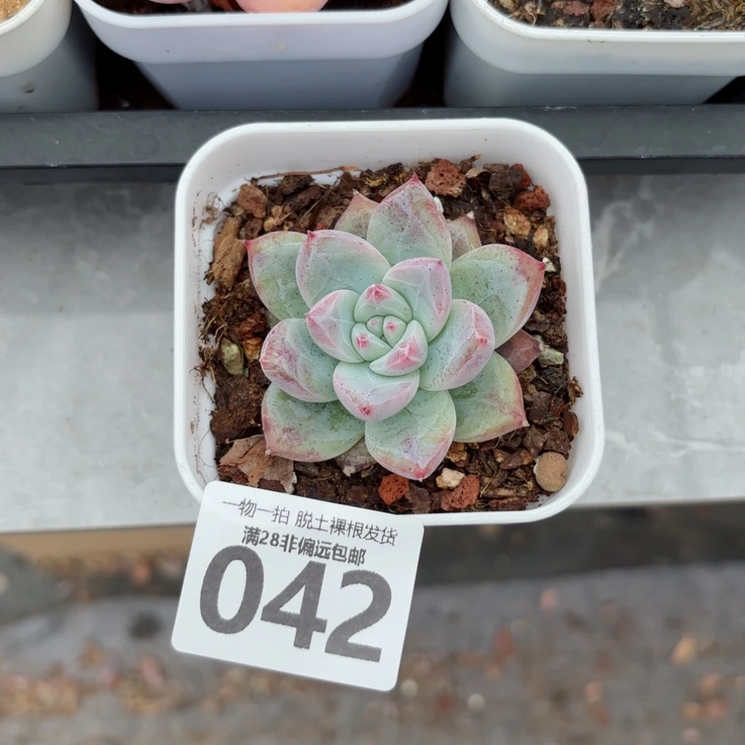 祖母绿无盆土发货