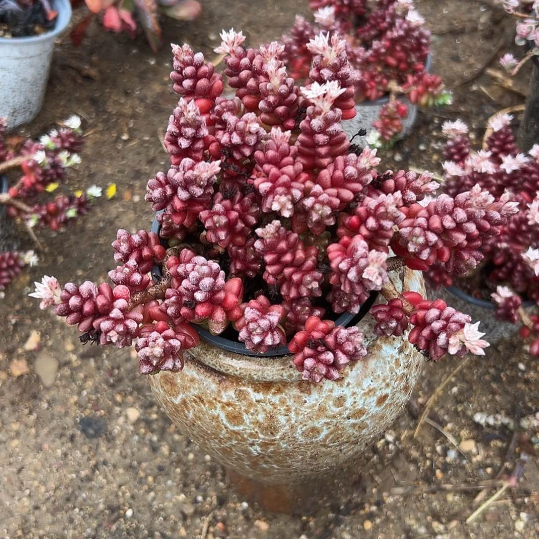 多肉植物红珊瑚毛豆
