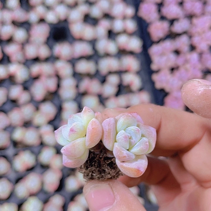 双头老桩冰玉【满10颗包邮】