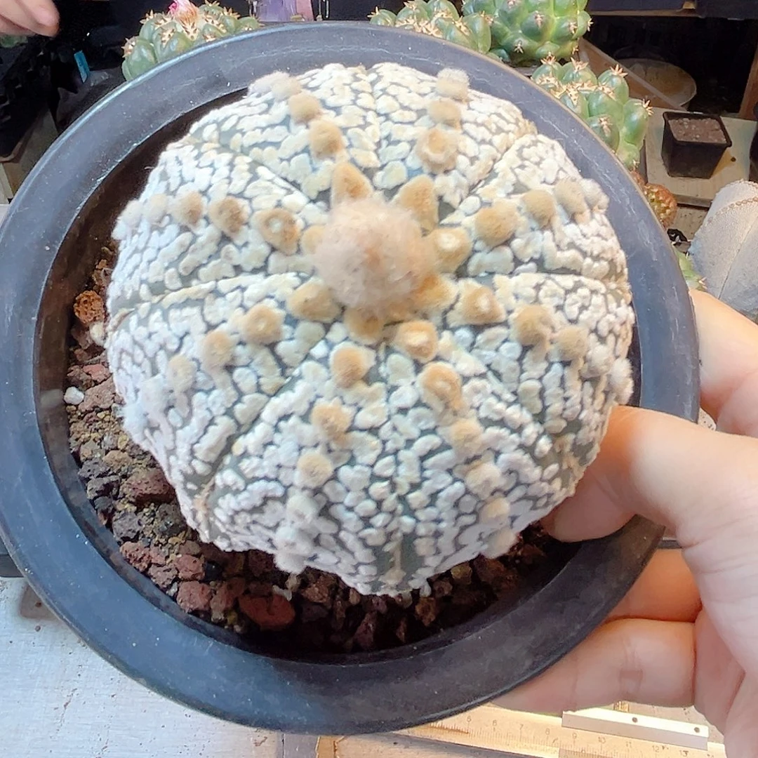 晚2号海星v兜9.2公分带盆