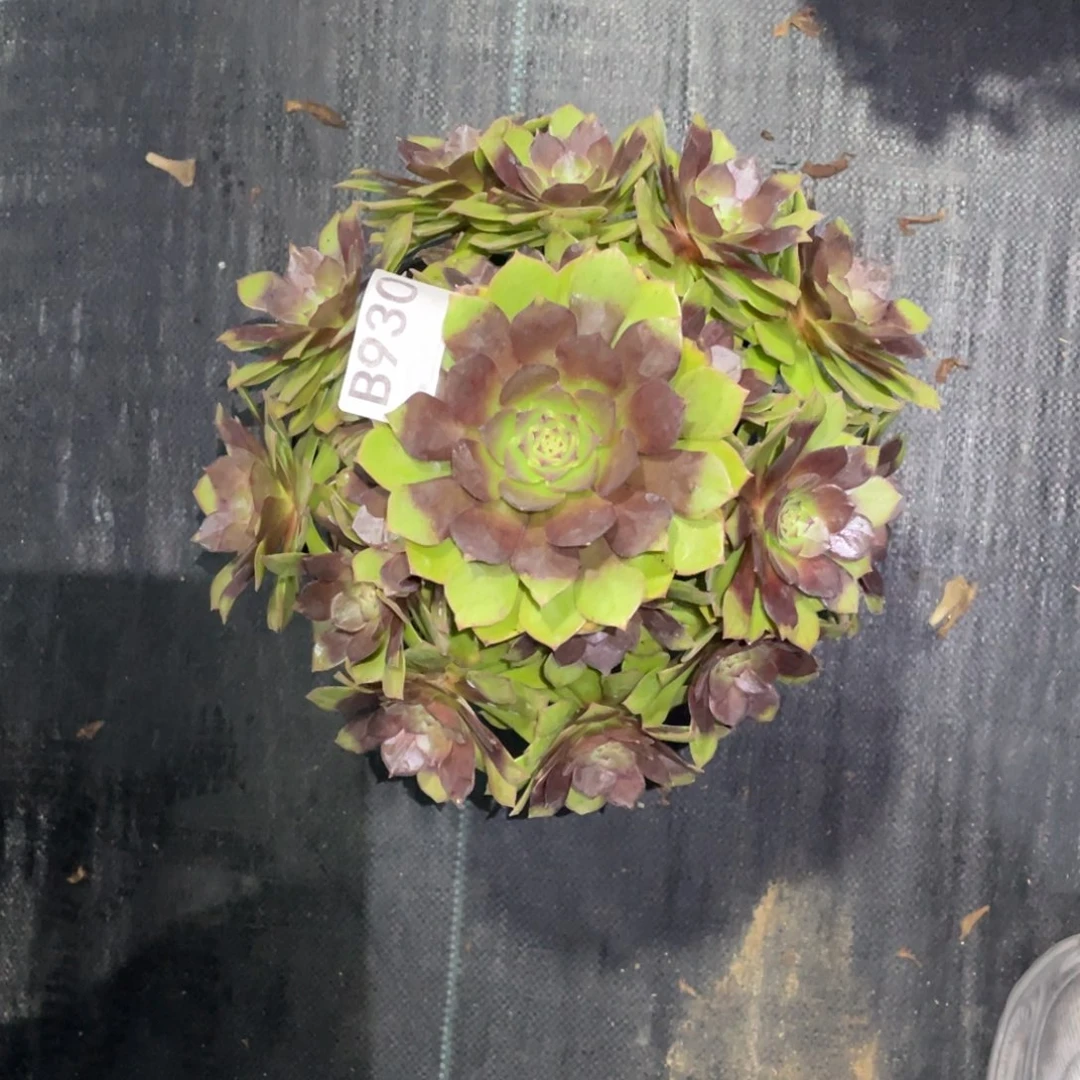 红魔法师。     930