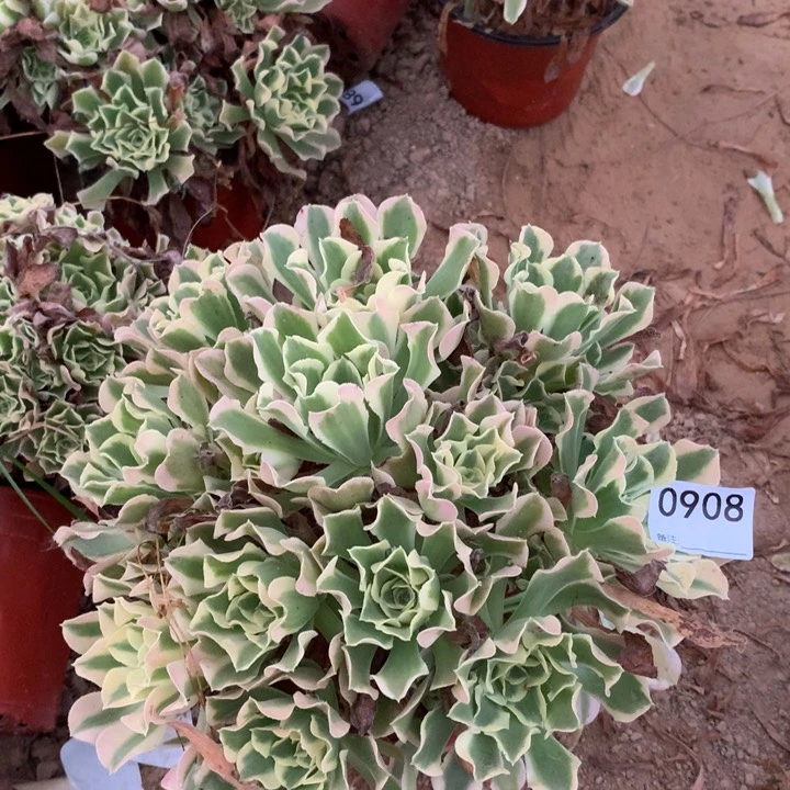 0908白凤大绣球4北