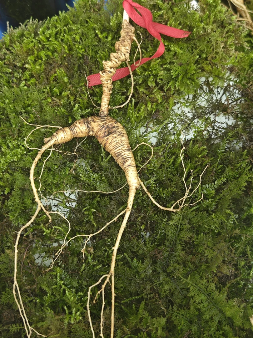 集安新开河老刘家东北人参地道滋味