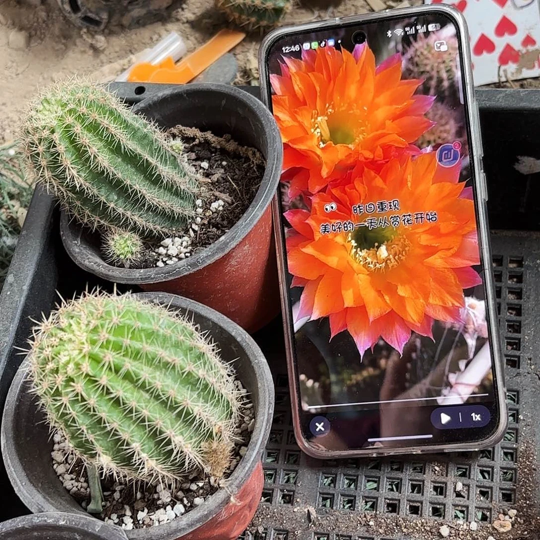 昨日重现有根瑕不大20包邮地上