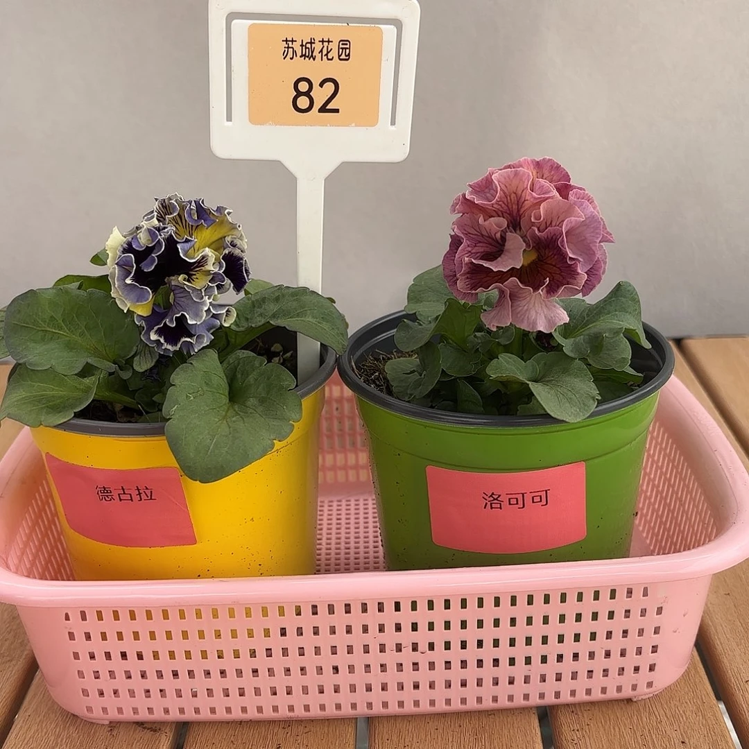 大部分开放少量花苞82