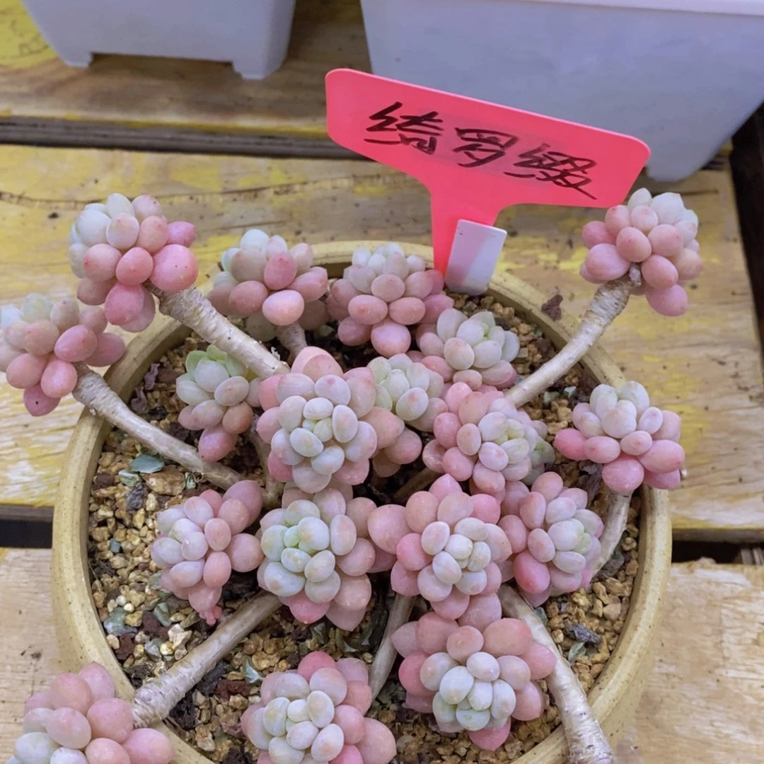 7号晚间福利，预约场