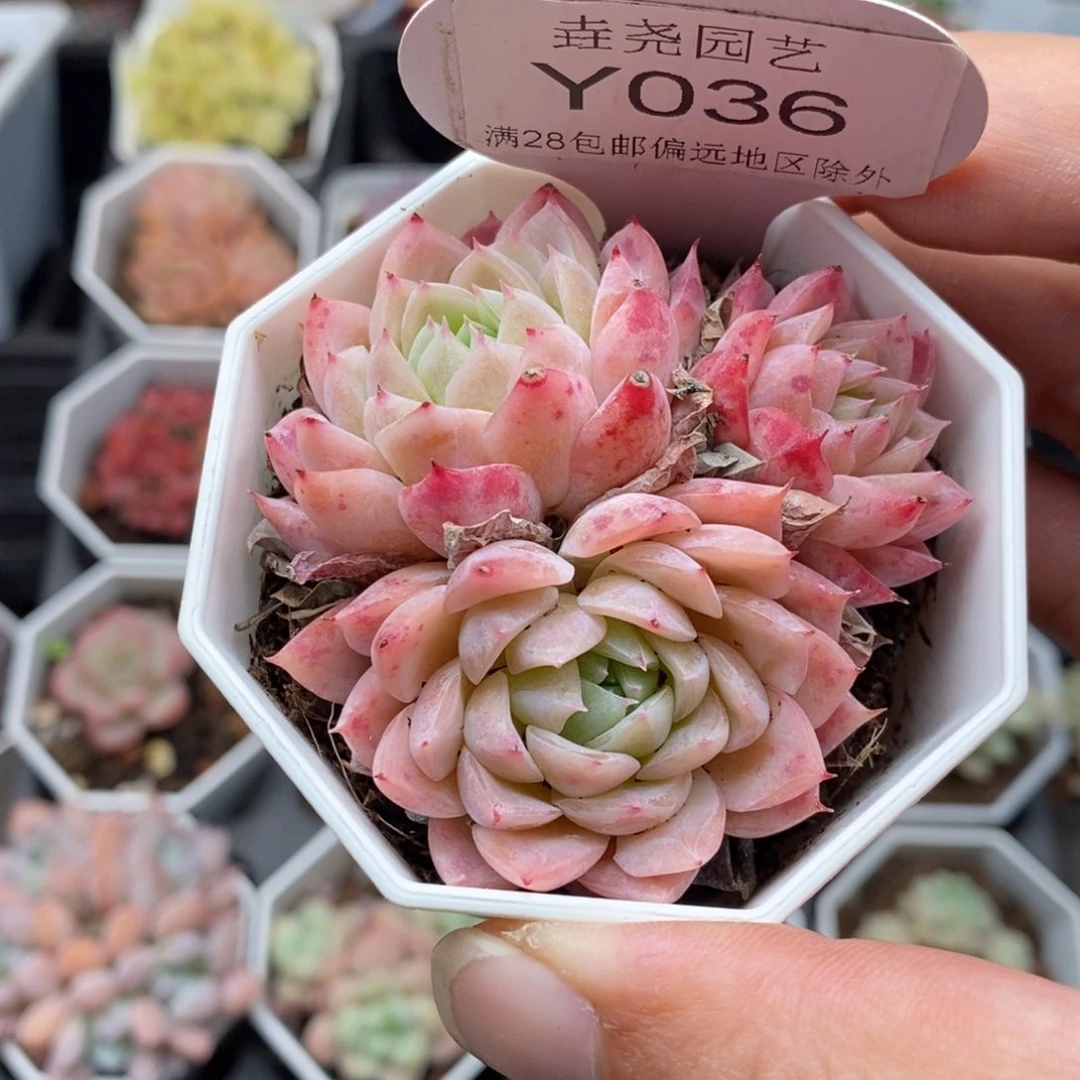 0036 5.5cm 加勒比海蓝