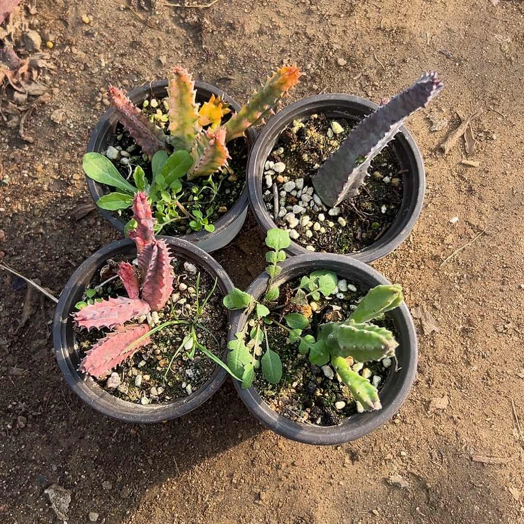 多肉植物四颗罗摩