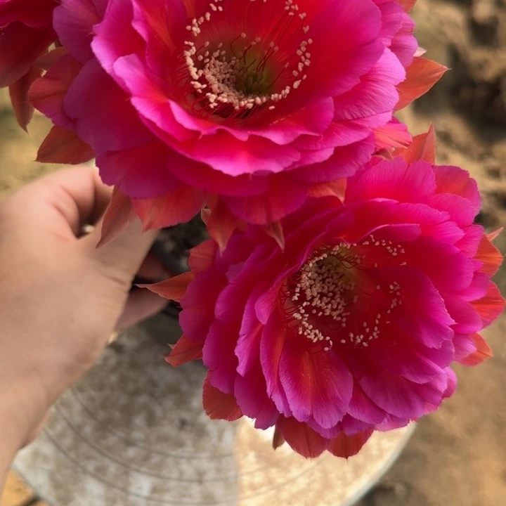 春****仙人球带根彩草69