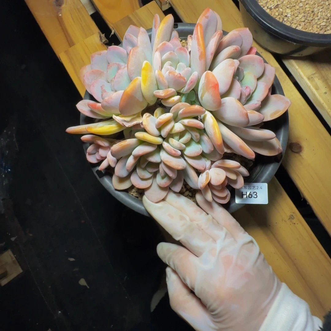 h h h h h h h h h 63