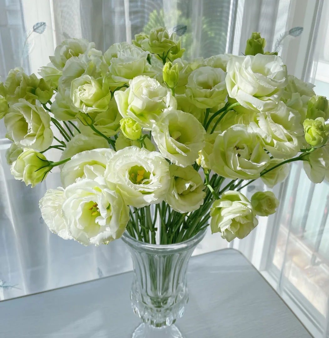 【绿色洋桔梗AK】无刺玫瑰洋桔梗花期长 |全场任意两单鲜花包邮