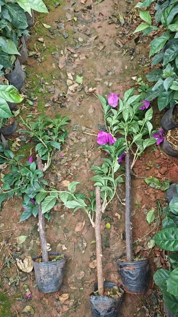 三角梅盆栽四季开花植物适合阳台庭院种植