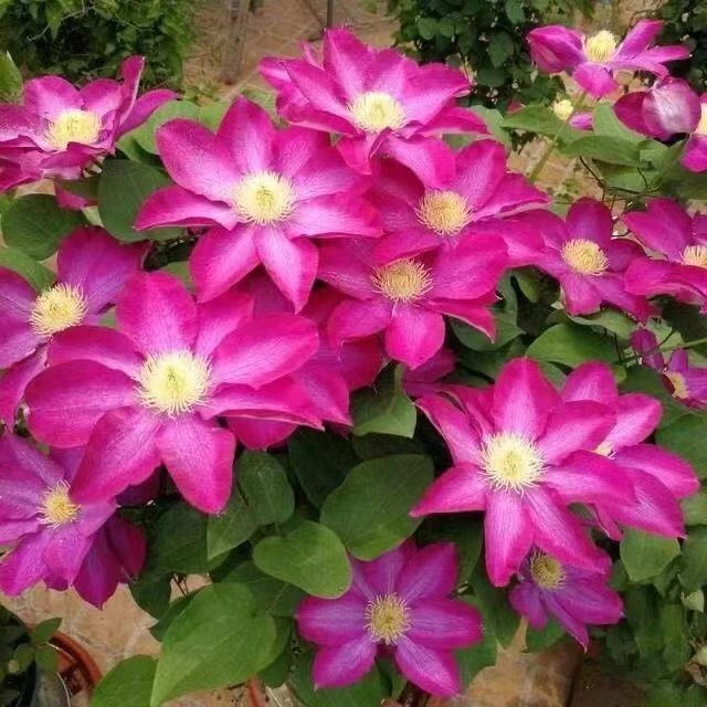 顺丰包邮  粉香槟2加仑盆 爬藤铁线莲庭院阳台种植多季节开花