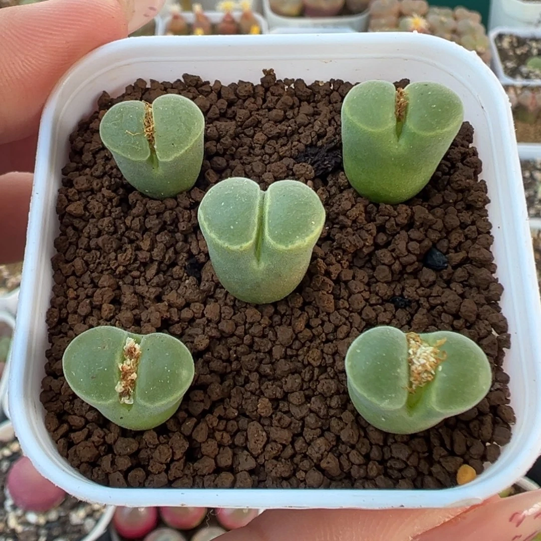 602y400五颗裸根发货