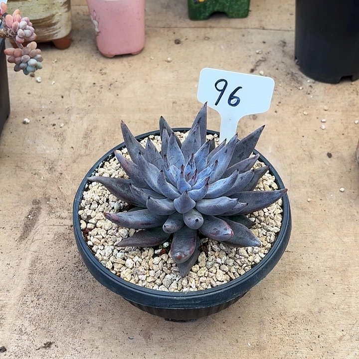 多肉植物，魔爪96号