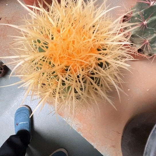 琪*怒虎谢谢谢谢谢谢谢谢