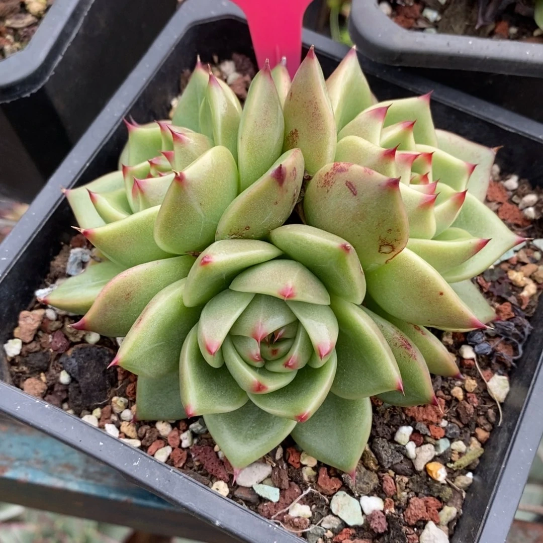 x036-多肉植物 蓝龙三头
