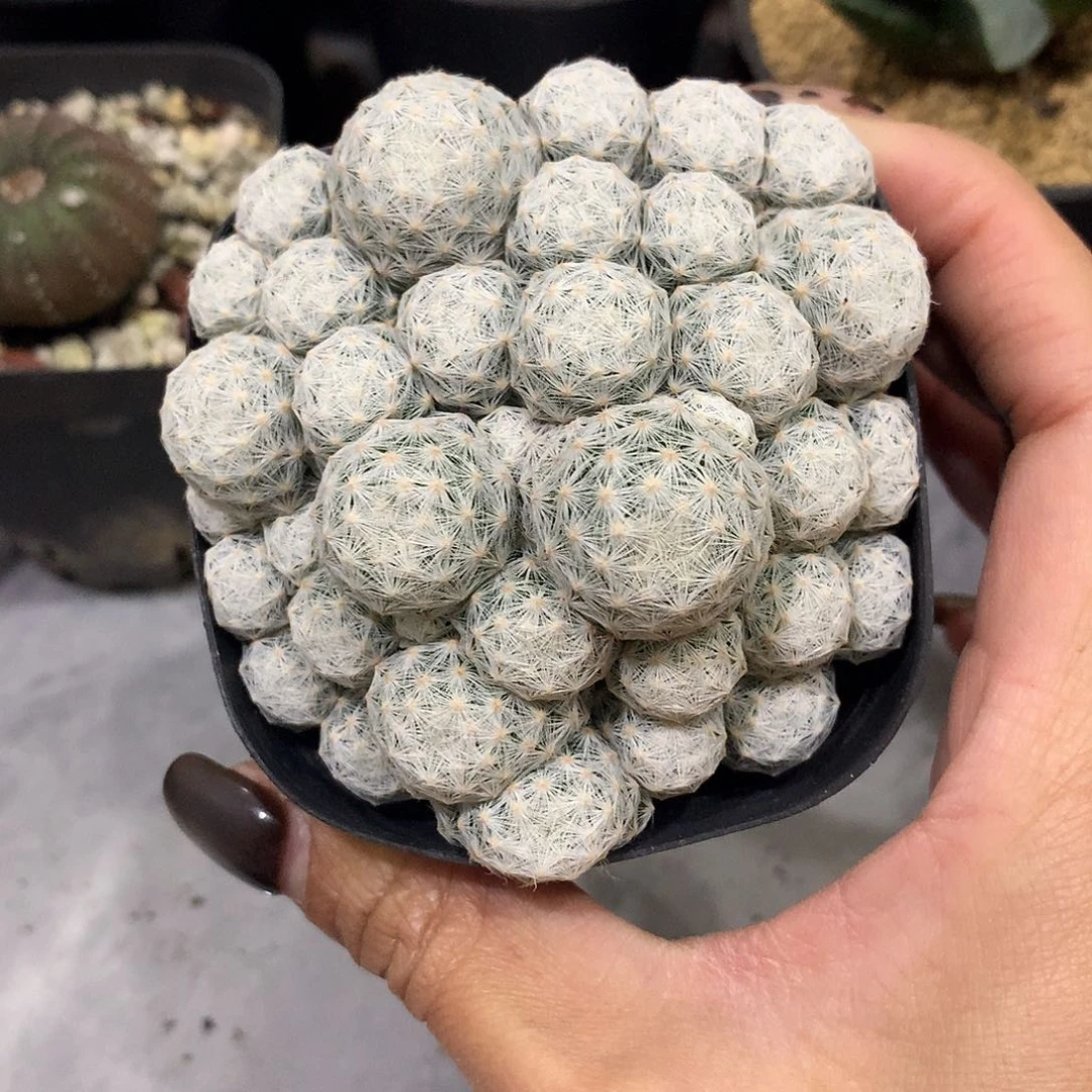 姬春星手捧仙人球
