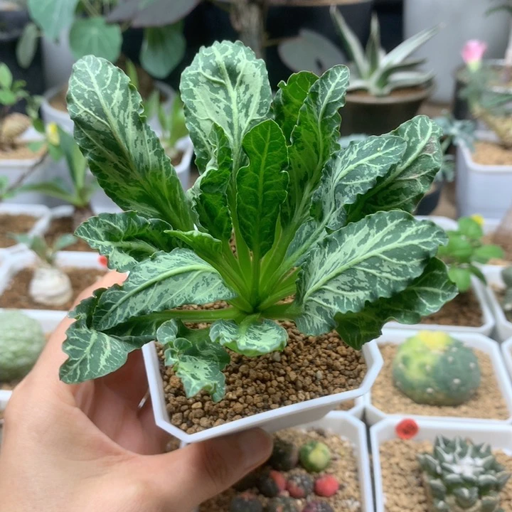 鱼骨大戟母本带盆福利233