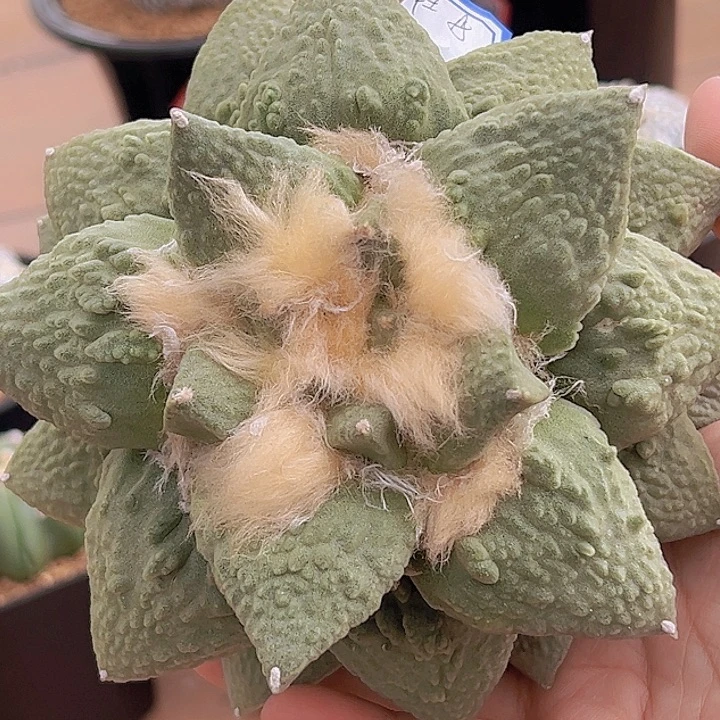 怒涛牡丹，清货福利8888888