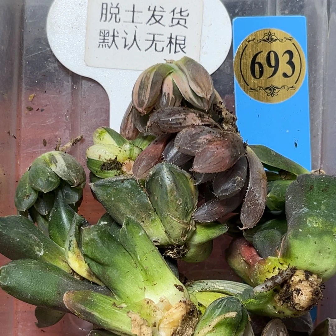 海*恭喜发财大吉大利693