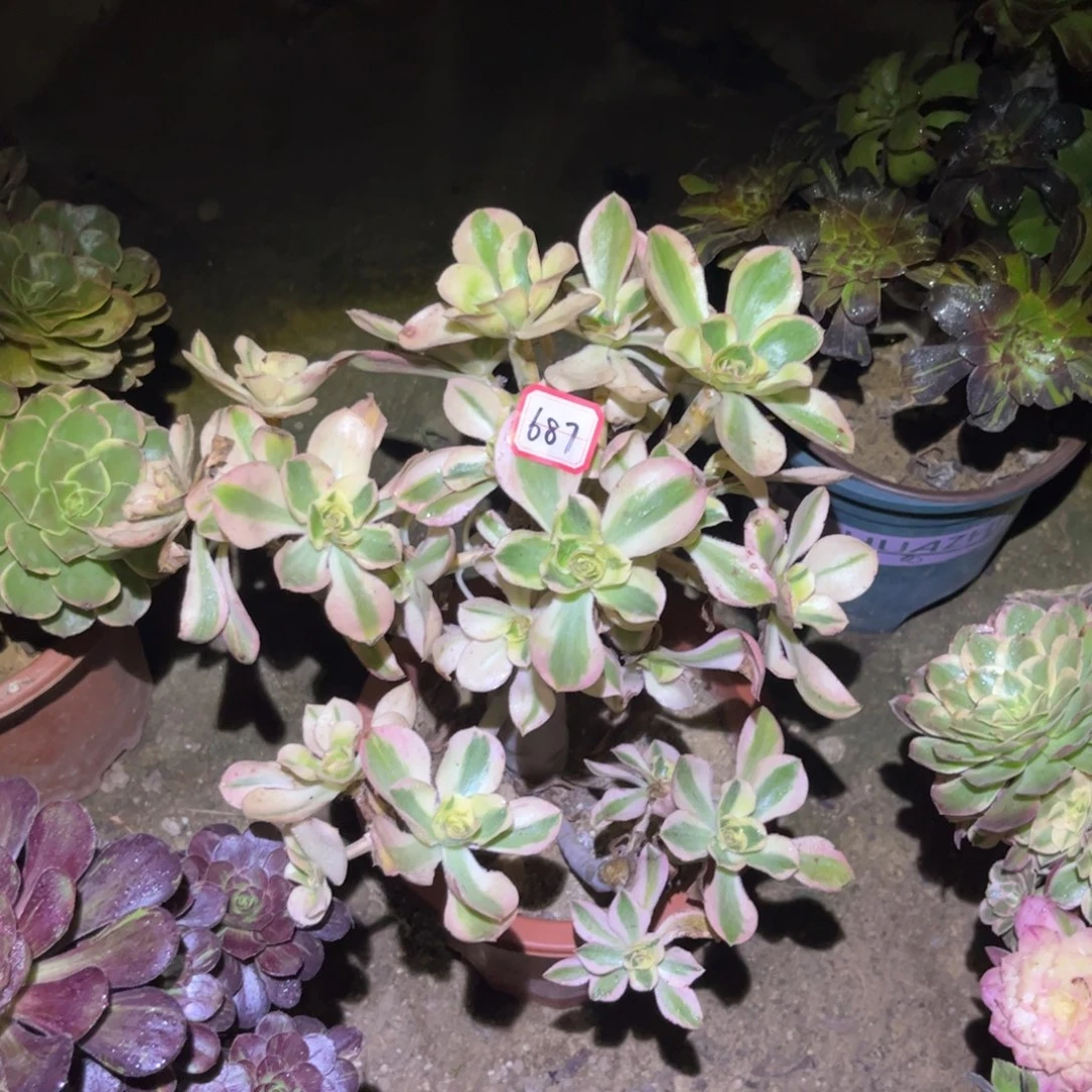 687多肉植物燕姿锦