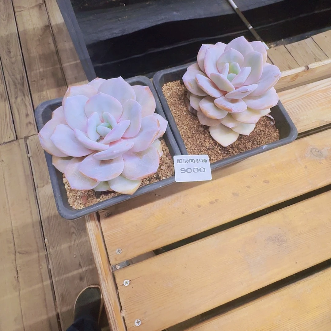 冷***冷多肉植物奶茶单头两颗9000