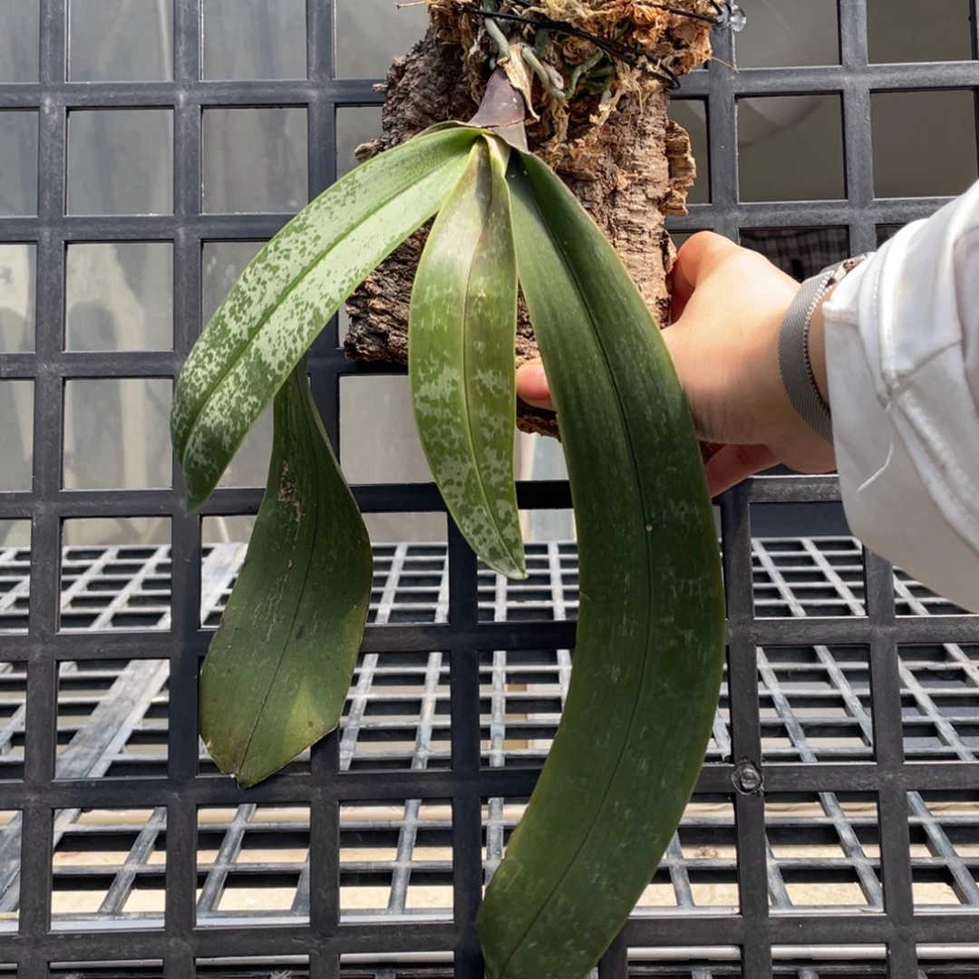 当前无花栽培后可以开花