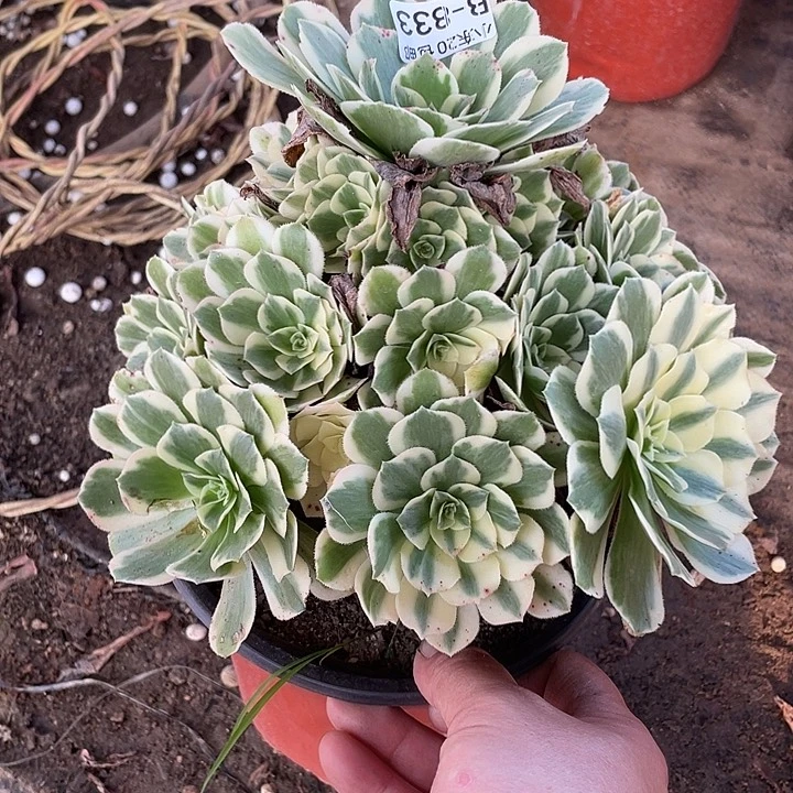 833迈巴赫多肉植物法师