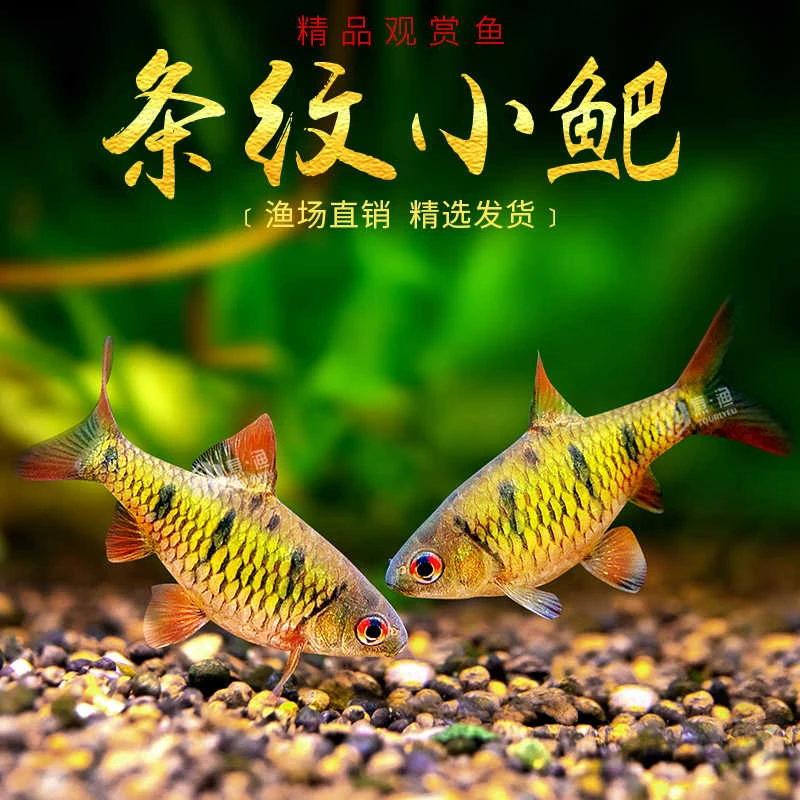 【观赏鱼】条纹小鲃冷水鱼斗鱼伴侣淡水观赏鱼中国斗鱼伴侣清澡鱼