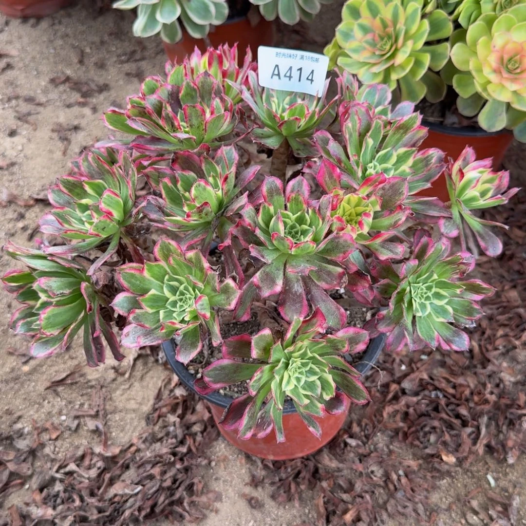 414天和。多肉植物